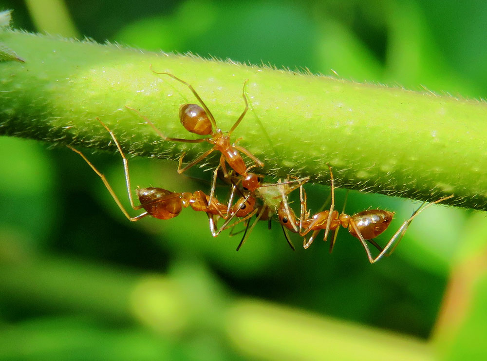Yellow Crazy Ant