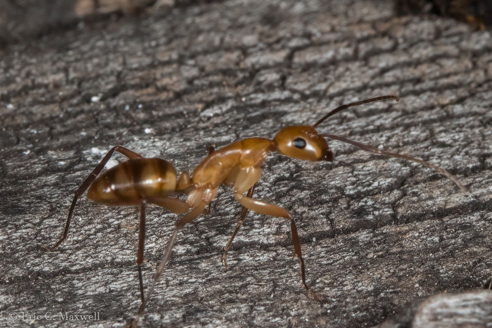 Yellow Crazy Ant