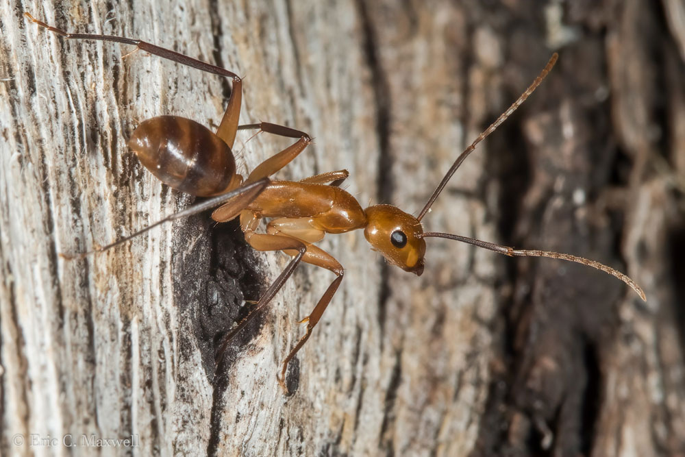 Hawaiian carpenter ant