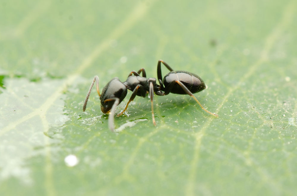 Copper-bellied Ant