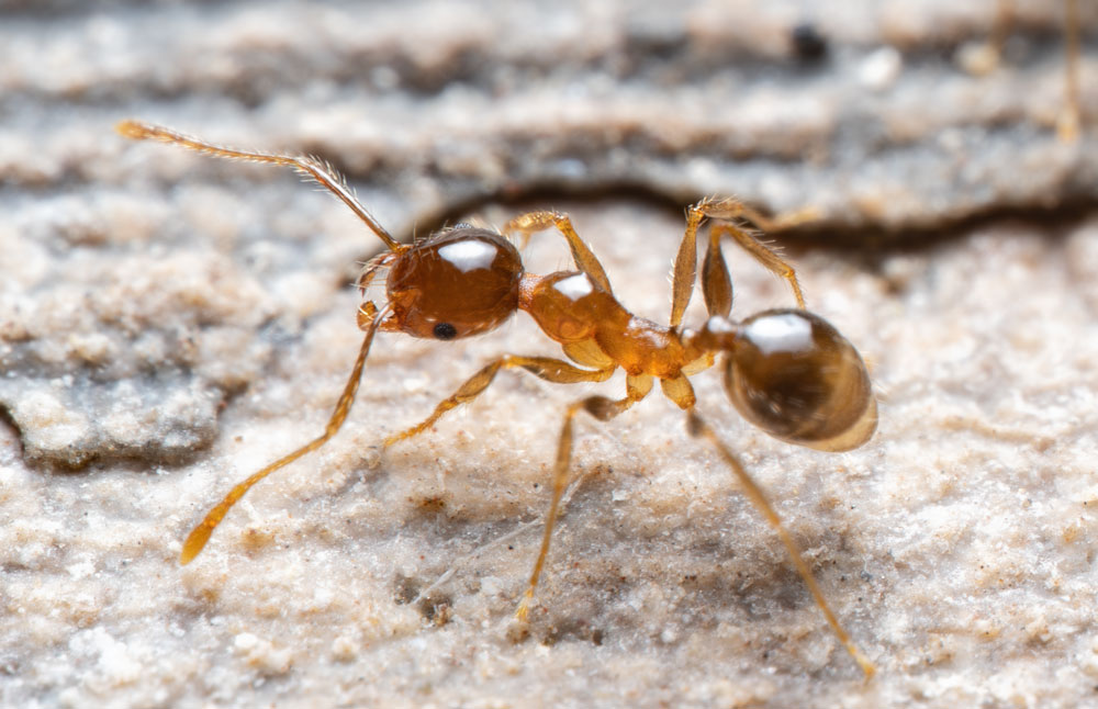 African Big-headed Ant
