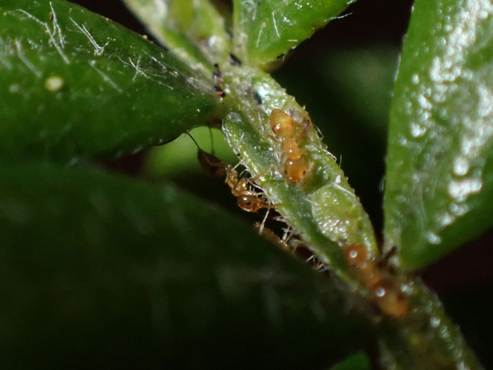 Little yellow ant