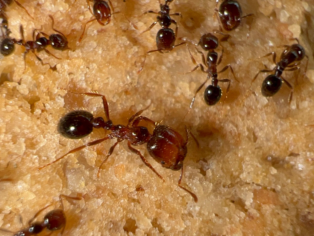 Tropical Fire Ant