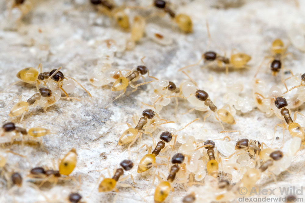 Ghost Ant