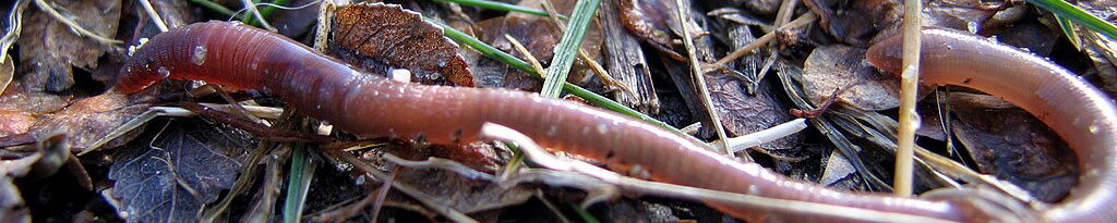 Earthworm