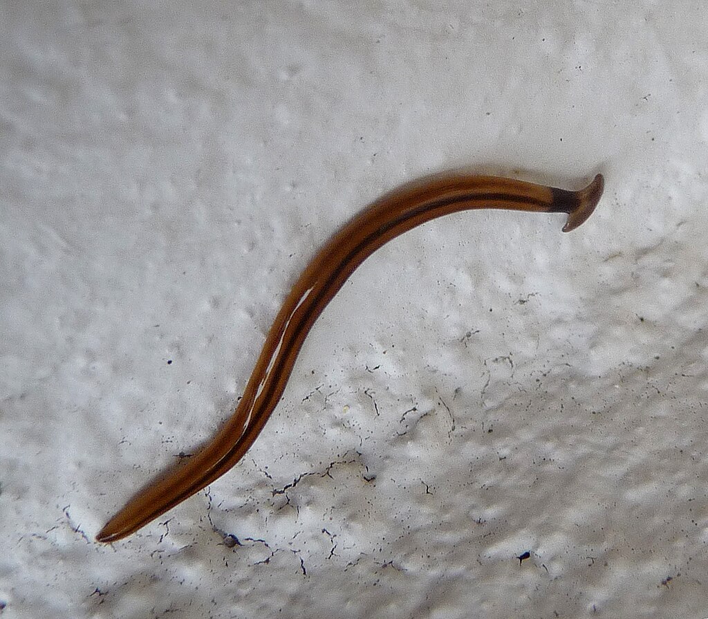 Hammerhead Worm