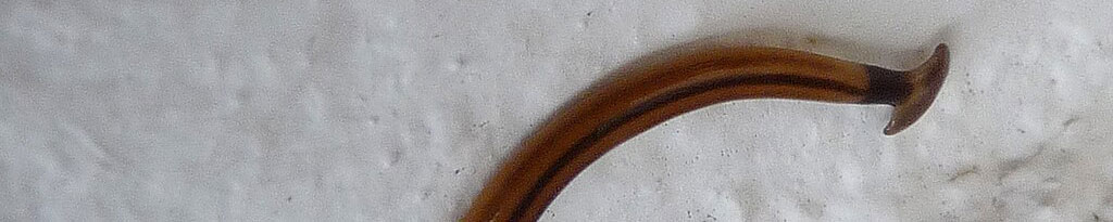 Hammerhead Worm