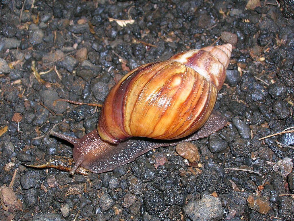 Giant African Snail