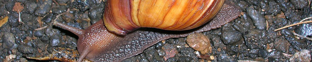Giant African Snail
