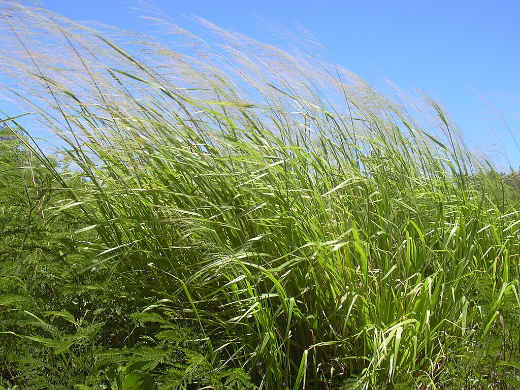 Guinea Grass