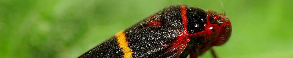 Two-lined Spittle Bug