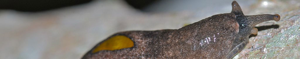 Semi slug