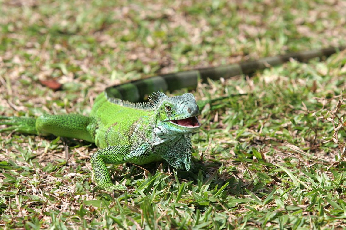 On Maui, green iguanas, like this one photographed in the French Antilles, are sometimes seen when they come down from trees. Any sightings should be reported to the Hawaii Department of Agriculture. Photo by Tristan Nicot