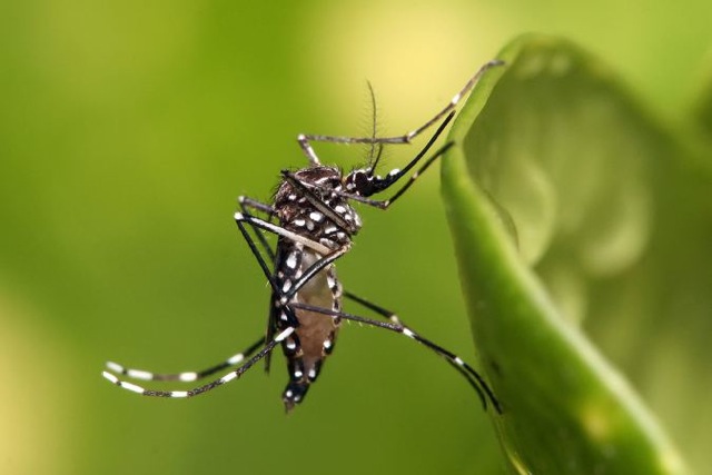 Aedes aegypti is famous the world over for spreading dengue. 