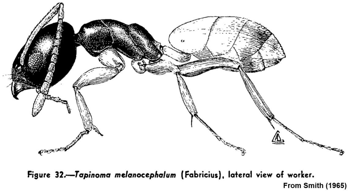 Ghost ant
