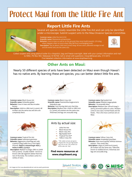 Managing Tawny Crazy Ants: Guidelines for the Pest Management Professional  - Alabama Cooperative Extension System