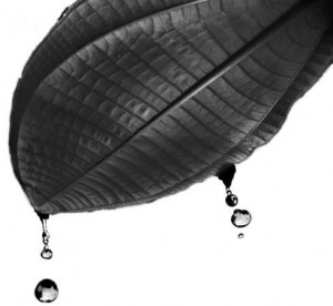 Miconia leaf with water droplets