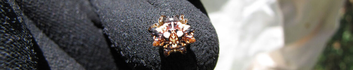 Crab Spider