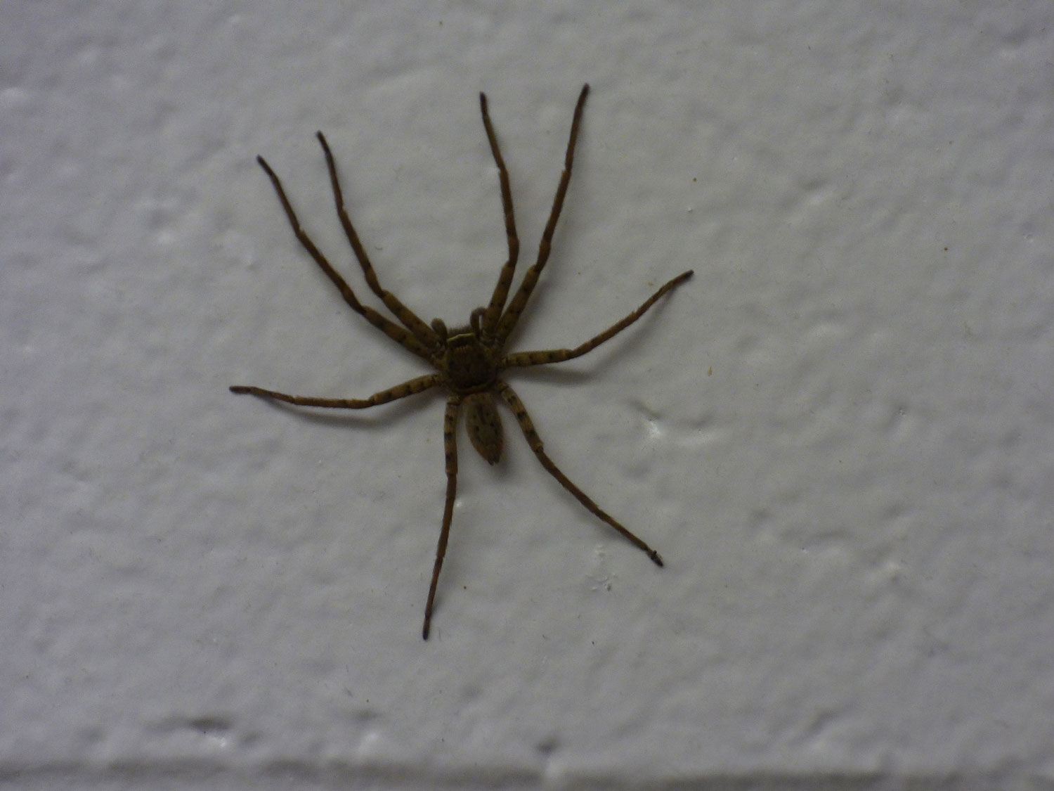 cane spider