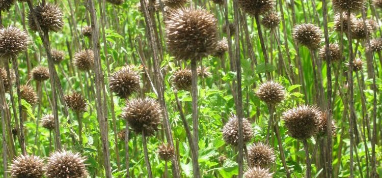 The plant with a spiky ball with orange flowers? That’s lion’s ear. What it is and how you can control it.