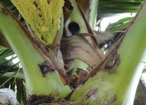 The beetles leave boring holes in the crown of coconut palms. Photo courtesy of HDOA