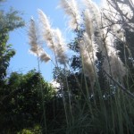 Start by removing invasive species in your own back yard, like this ornamental pampas grass.