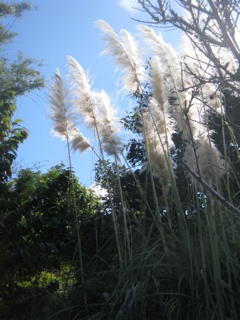 Start by removing invasive species in your own back yard, like this ornamental pampas grass.
