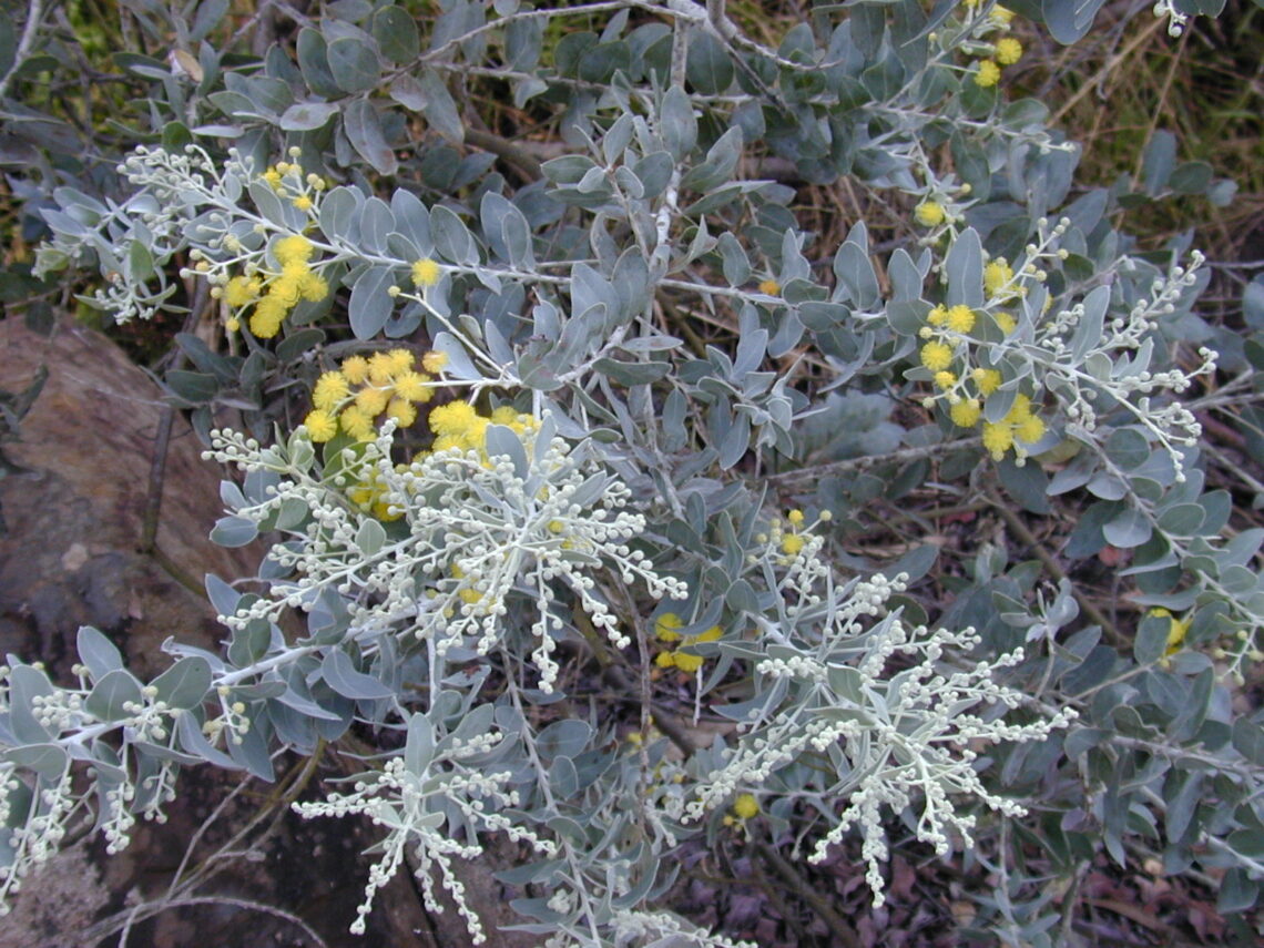 Queensland silver wattle in bloom with small yellow flowers