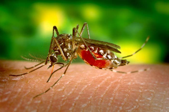 The Aedes aegypti mosquito is the primary vector of dengue worldwide. This species is not widespread in Hawaii. Photo by James Gathany,CDC.