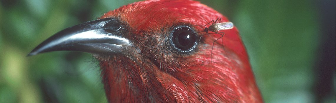 The race to protect Hawaii’s native forest birds from extinction