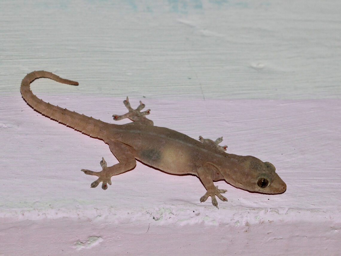 asian house gecko