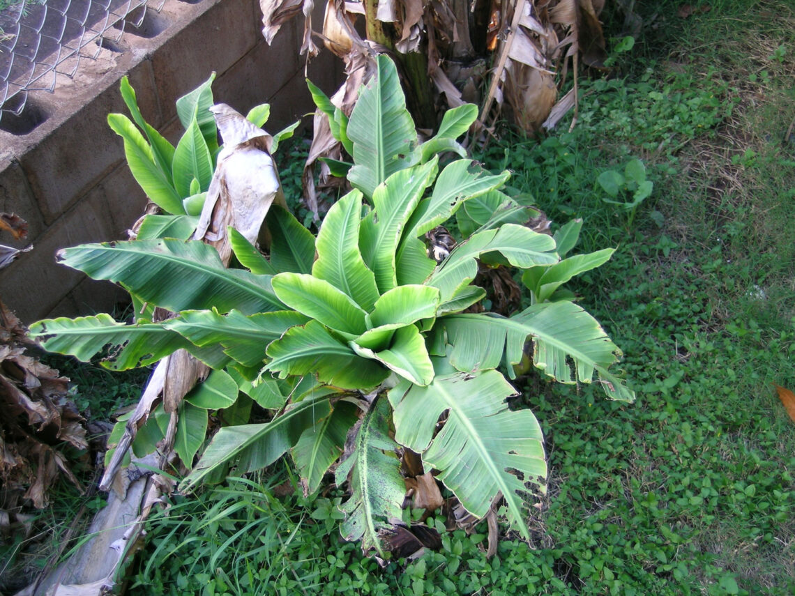 Banana Bunchy Top Virus