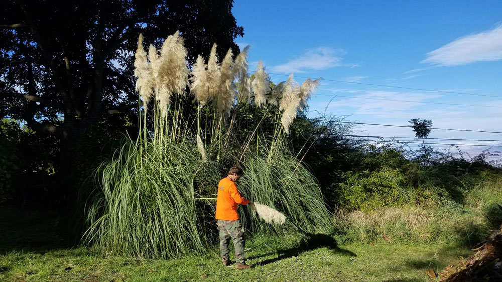 big pampas grass