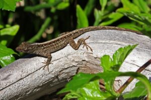 Brown Anole