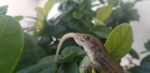 Brown Anole