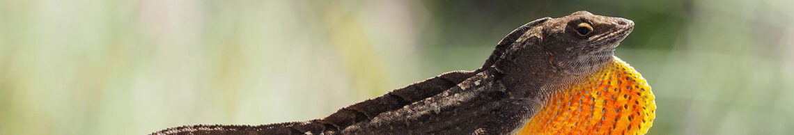 Brown Anole
