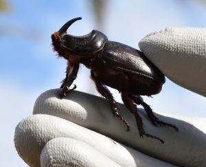 Hand holding an adult Coconut Rhinoceros Beetle between gloved fingers.