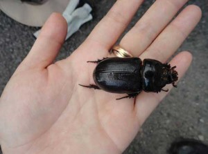 At over 2.5" in length, the Coconut Rhinoceros Beetle would seem hard to miss, yet it spends most of it's life in the crown of a palm tree. Photo courtesy of Hawaii Department of Agriculture.