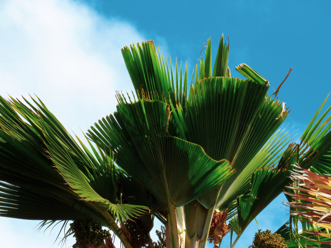 CRB loulu palm damage
