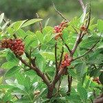 Christmas berry, aptly named for its festive foliage, is a major pest in Hawaiian mesic forest. Photo by Forest and Kim Starr