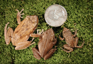 Three Coqui frogs lined up next to a quarter for size comparison