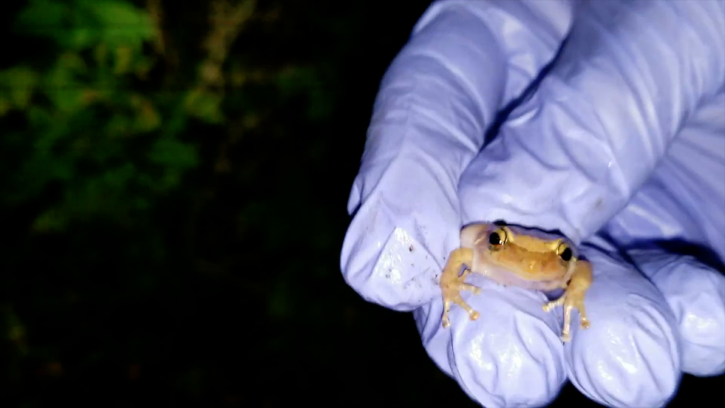 Hand captured coqui frog