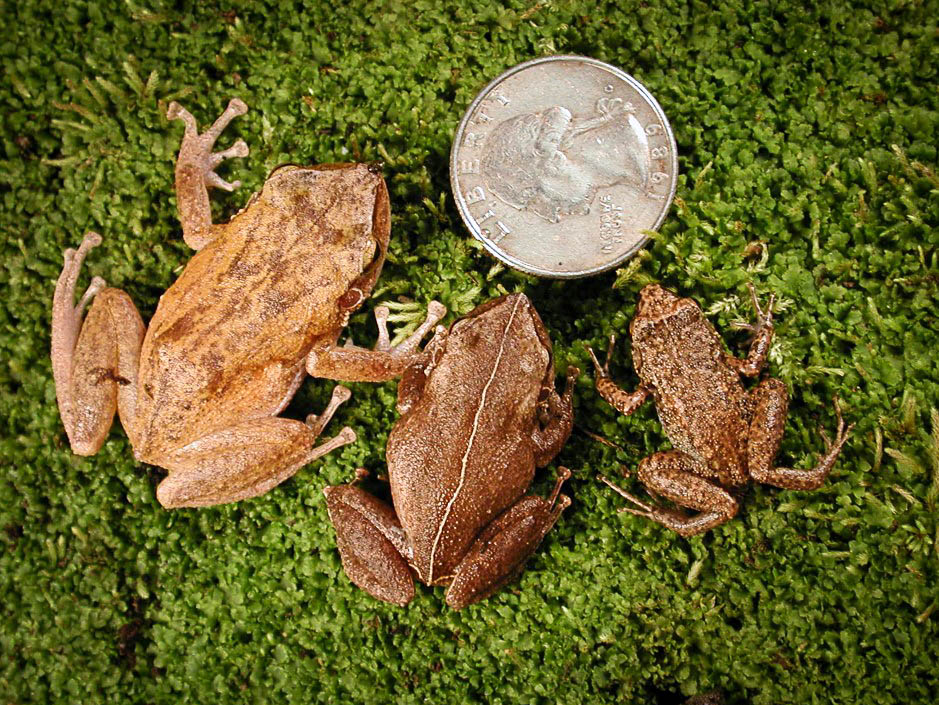 Coqui Frog Identification Tips Maui Invasive Species Committee MISC