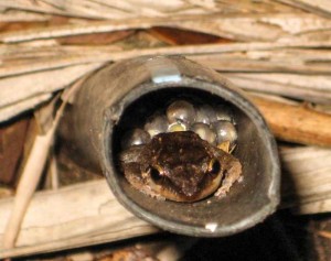 A male coqui guards a clutch of eggs inside a pipe. With coqui populations on the rise throughtout the state there is an increased likelihood of coqui inadvertently reaching Maui. MISC file photo