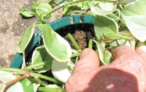 This coqui was discovered by an observant Maui resident, hiding in a potted plant recently purchased from a garden shop. MISC file photo. 
