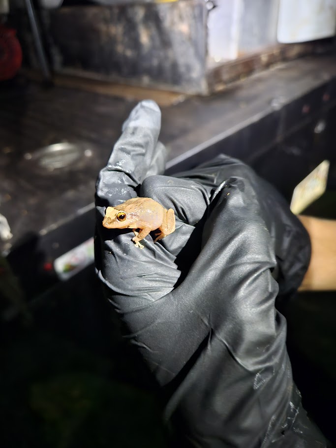 Coqui frog