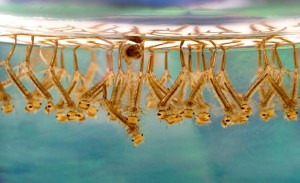 The Culex mosquito, larvae shown here, is the mosquito responsible for spreading avian malaria between introduced and native birds. Photo by James Gathany, CDC.