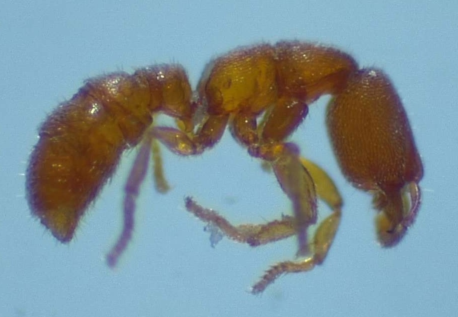 Dracula ants re-emerge on Maui — Maui Invasive Species Committee (MISC)