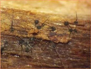 Fungal spores of Ceratocytis on a dead log. The fungus can survive in dead logs for a year or more, and the disease can infect the plants for 2-3 months before symptoms appear. Help stop the spread by not moving ohia-logs or seedlings. Photo by J.B.Friday