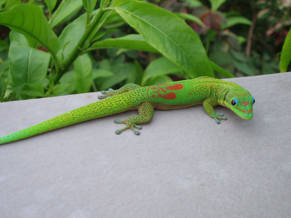 Gold Dust Day Gecko